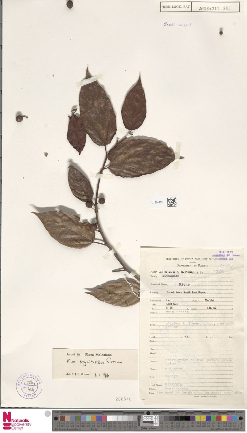 Ficus oxymitroides photo 5