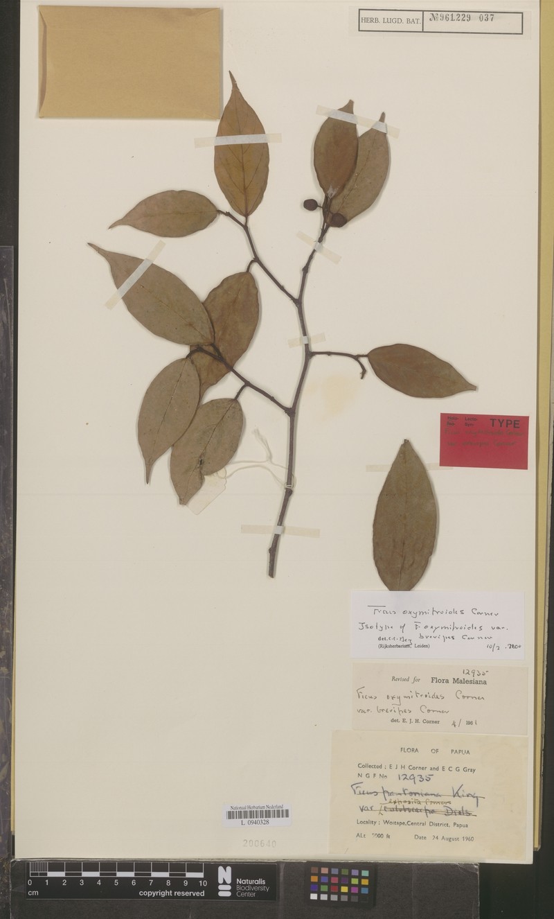 Ficus oxymitroides photo 6