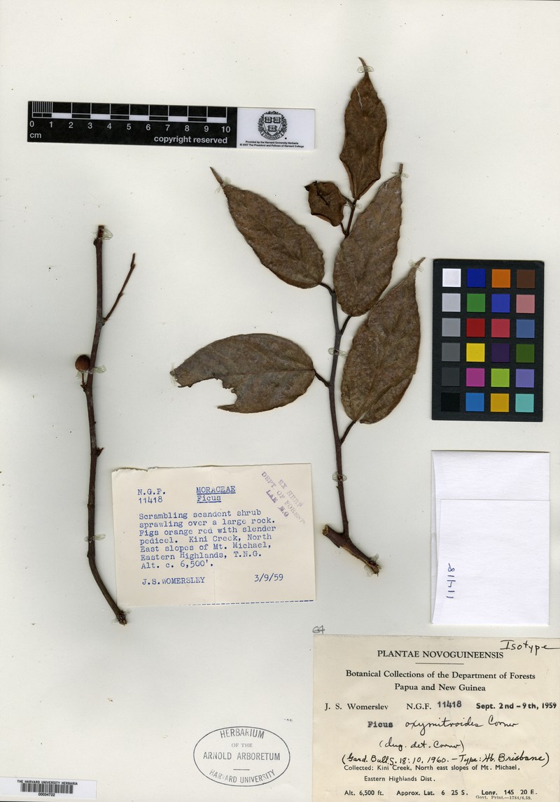 Ficus oxymitroides photo 7
