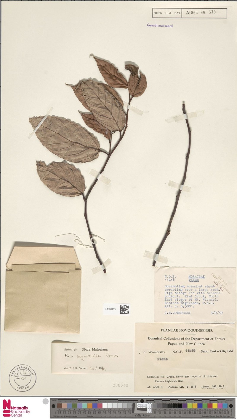 Ficus oxymitroides photo 8