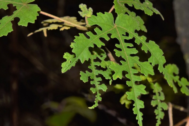 Ficus pachyclada