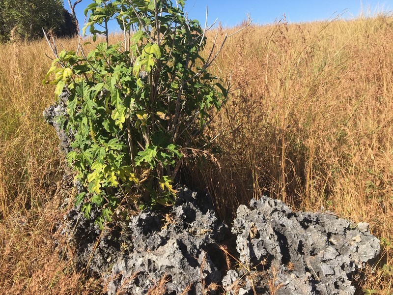 Ficus pachyclada photo 2