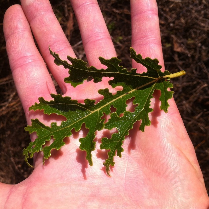 Ficus pachyclada photo 3