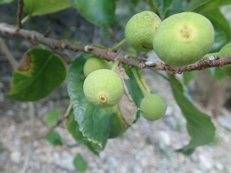 Ficus pachyclada photo 5