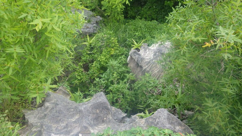 Ficus pachyclada photo 6