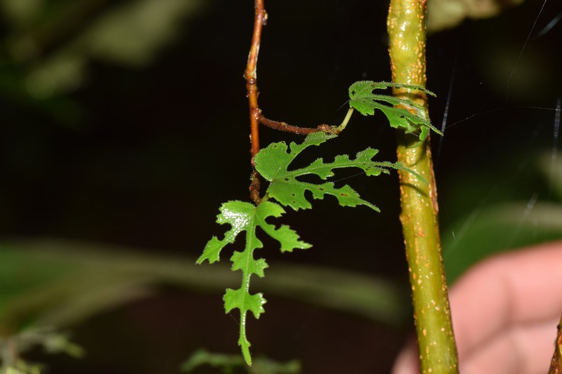 Ficus pachyclada photo 7