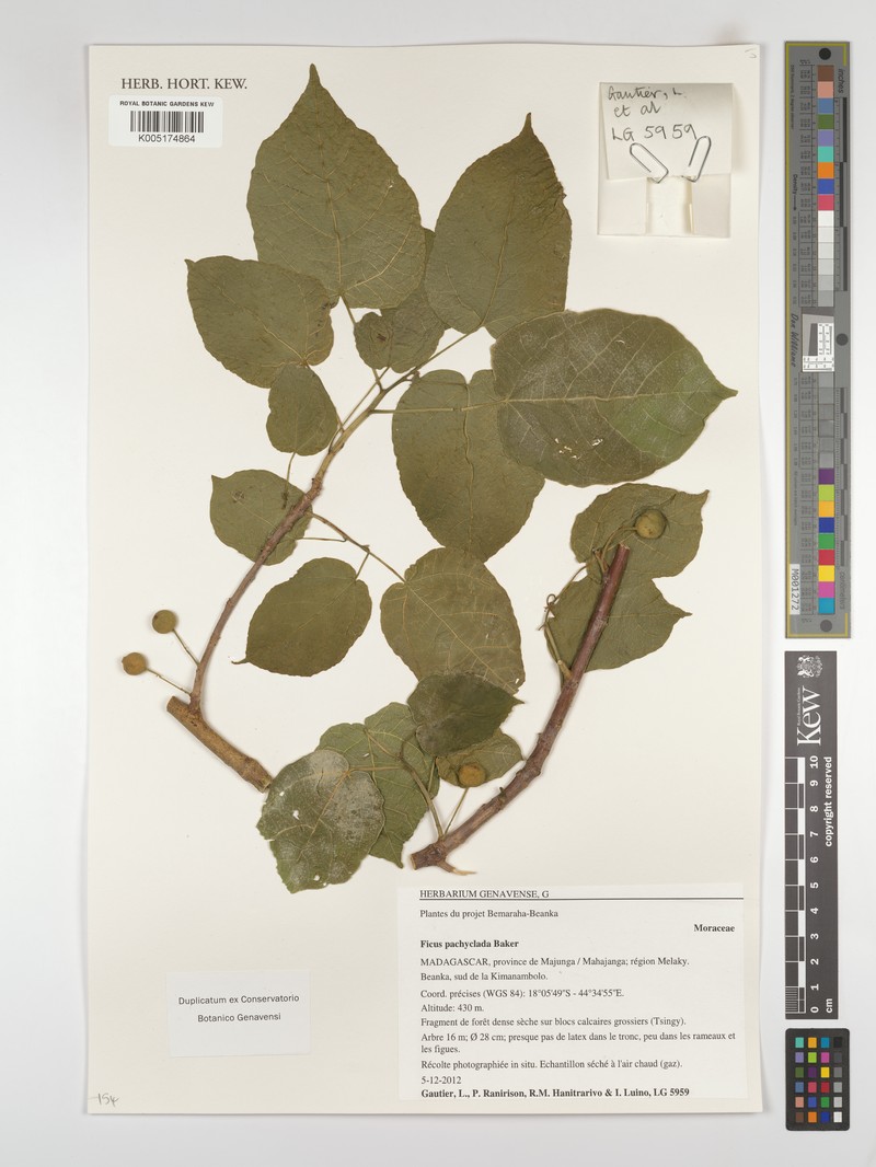 Ficus pachyclada subsp. pachyclada