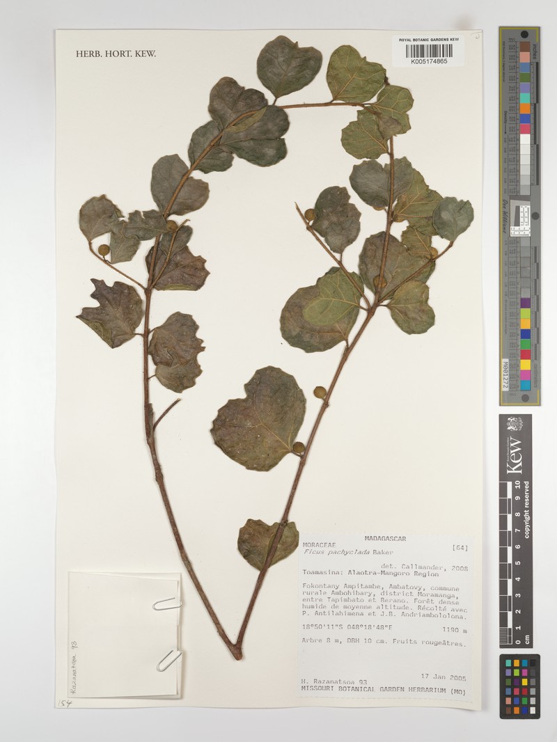 Ficus pachyclada subsp. pachyclada photo 2