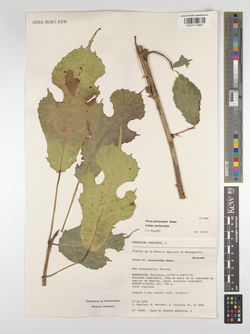 Ficus pachyclada subsp. pachyclada photo 3