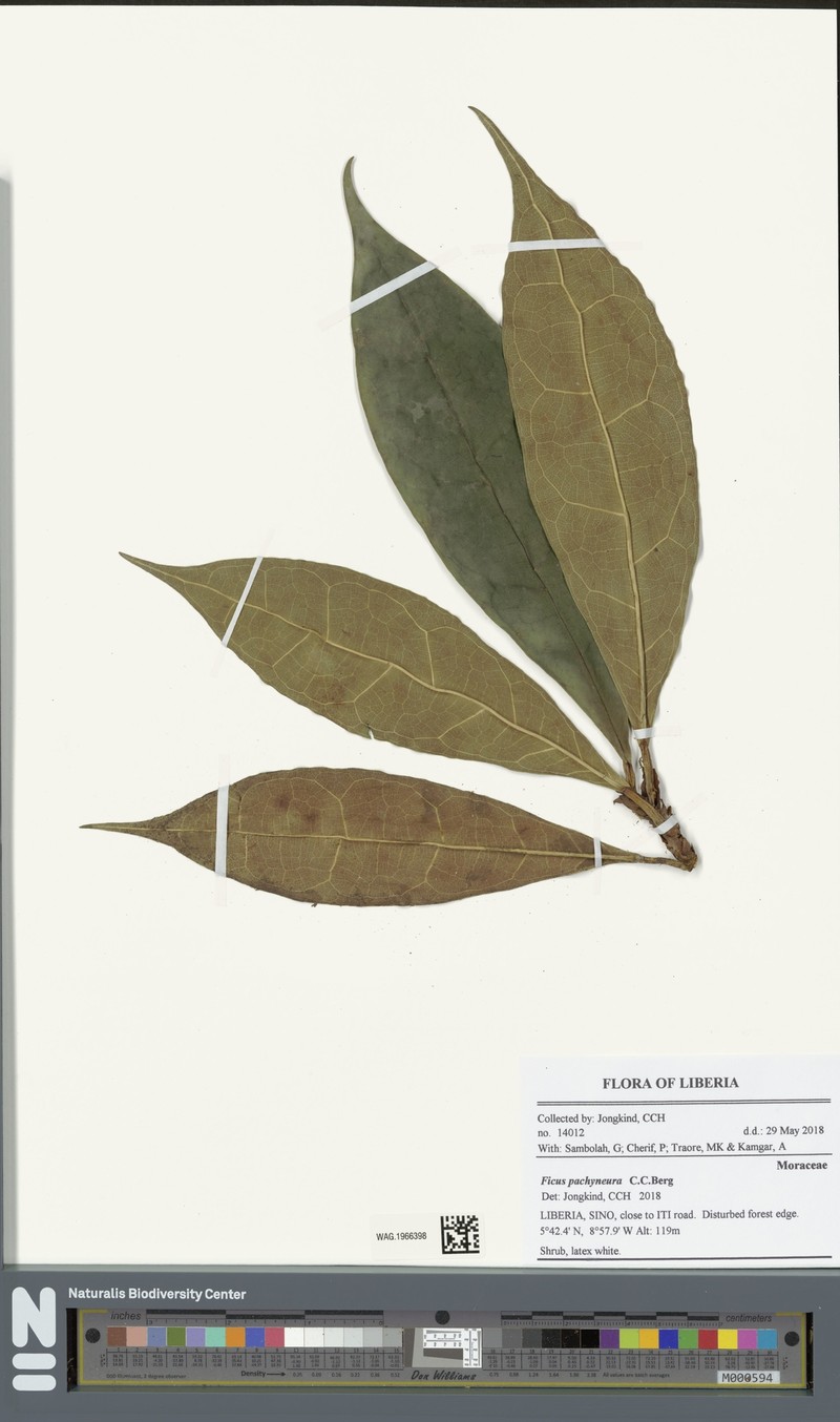 Ficus pachyneura