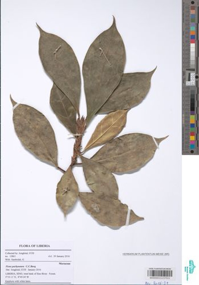 Ficus pachyneura photo 2