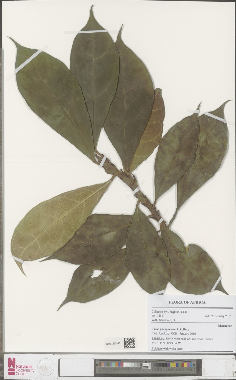 Ficus pachyneura photo 3