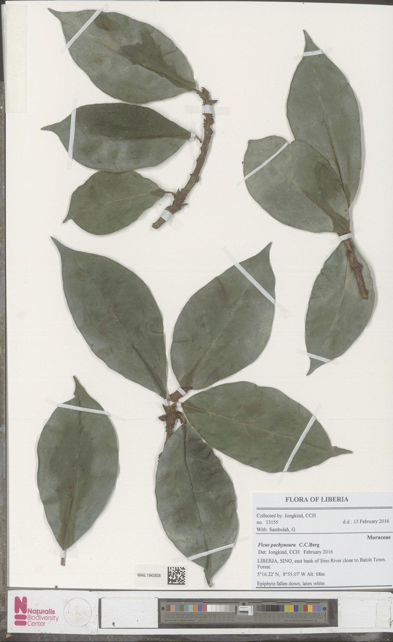Ficus pachyneura photo 4