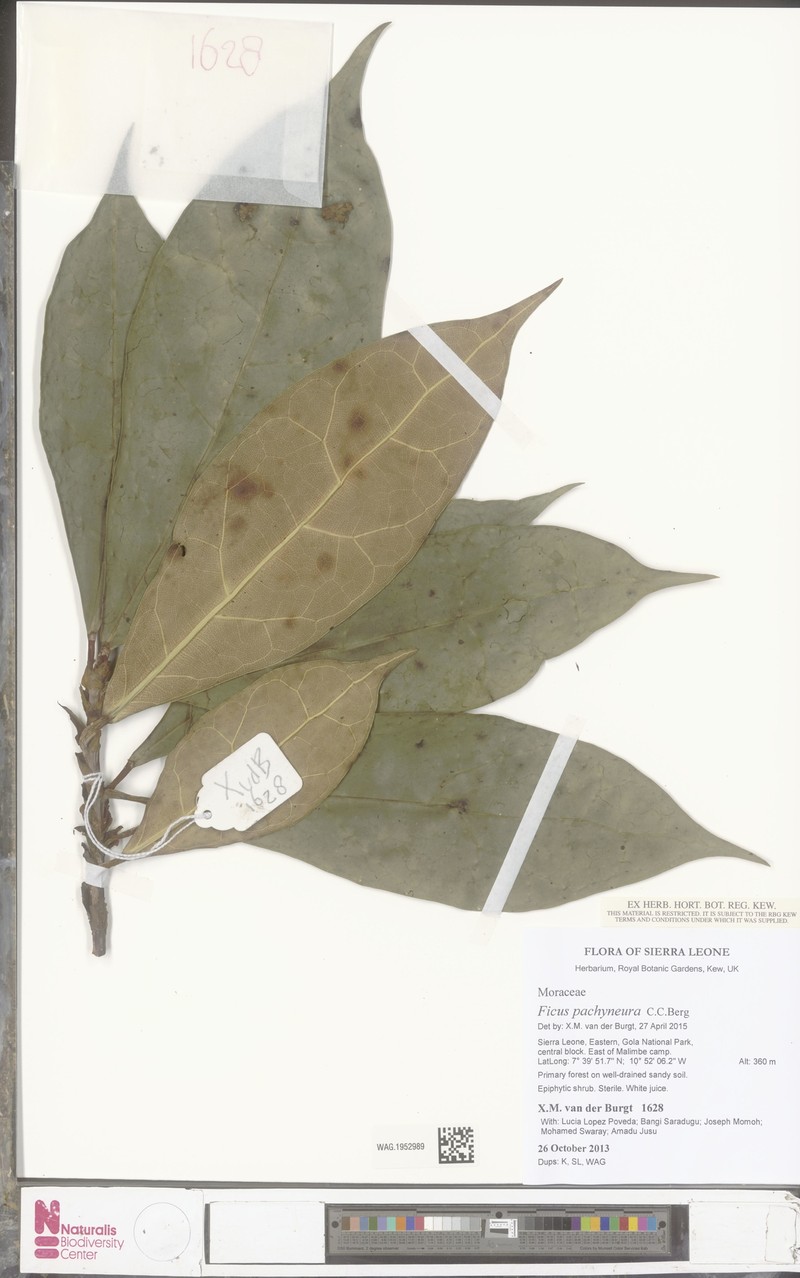 Ficus pachyneura photo 5