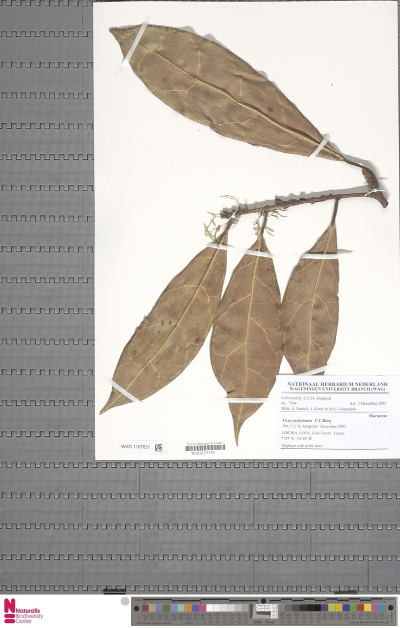 Ficus pachyneura photo 6