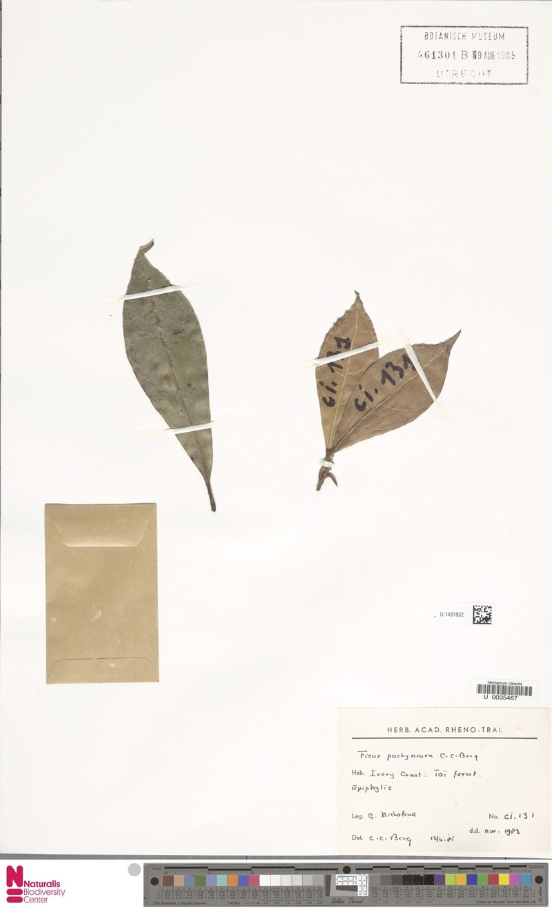 Ficus pachyneura photo 7