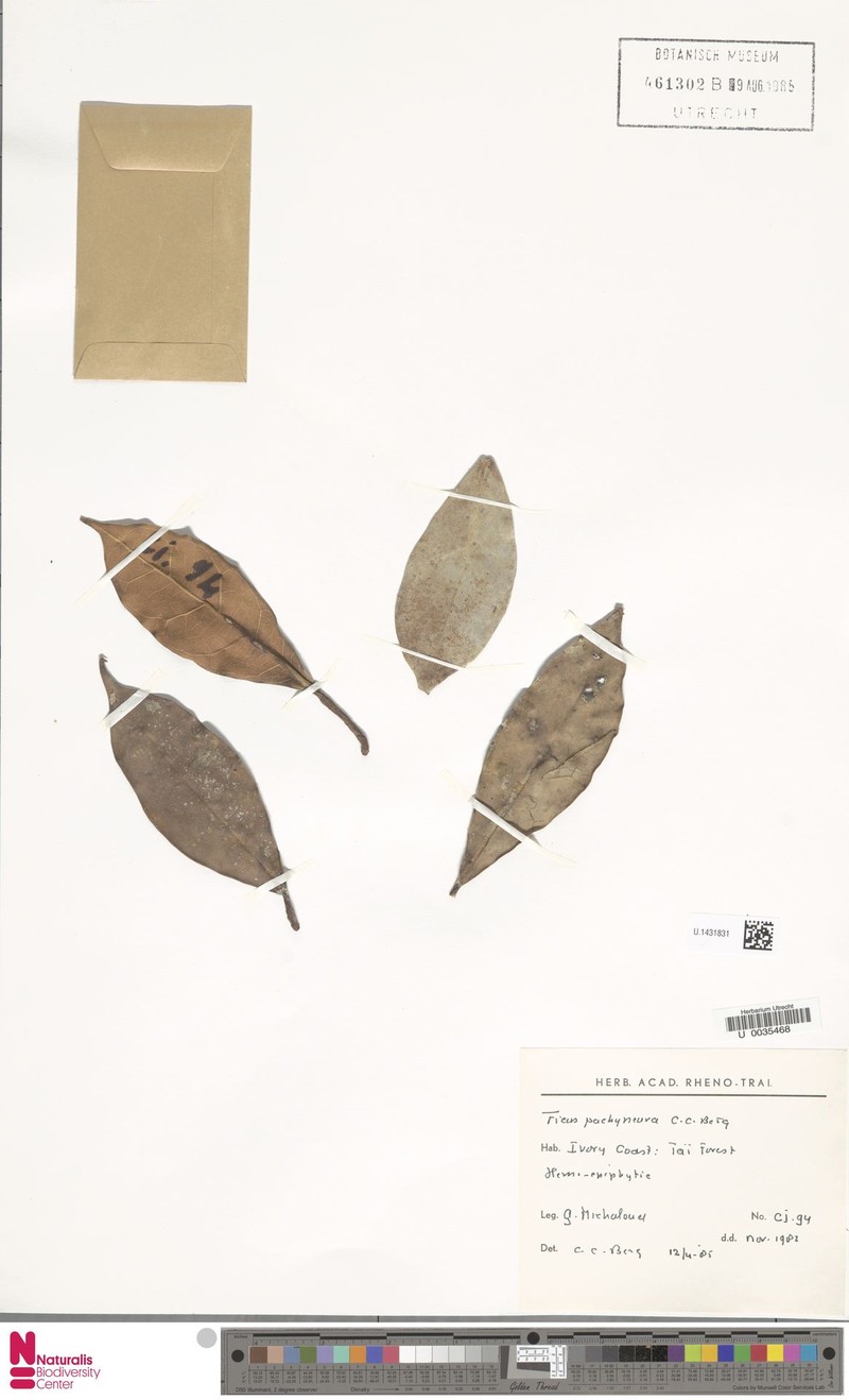 Ficus pachyneura photo 8