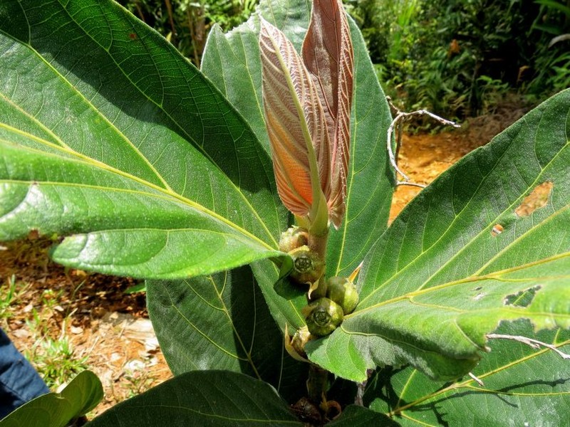 Ficus pachyrrhachis
