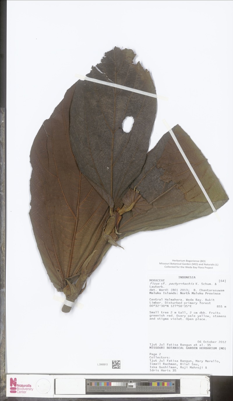 Ficus pachyrrhachis photo 2
