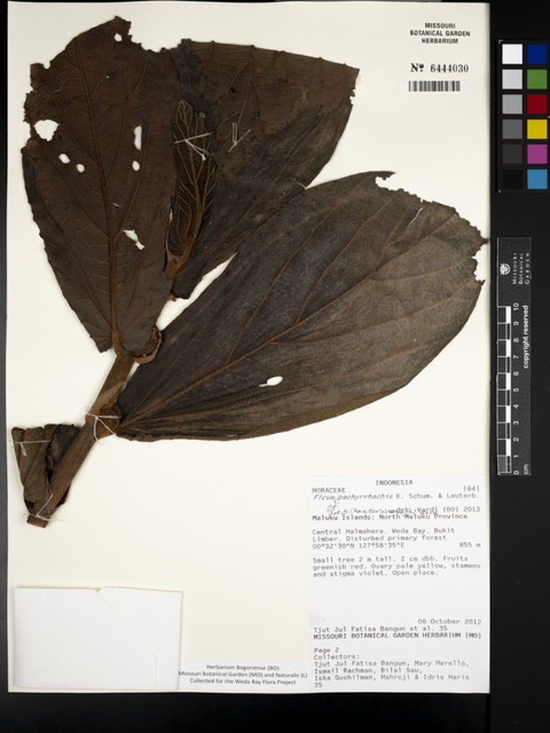 Ficus pachyrrhachis photo 3