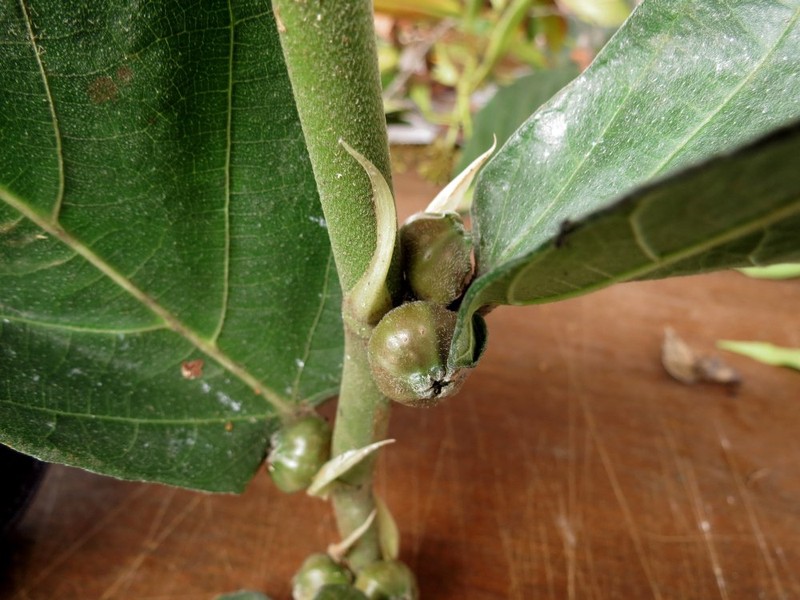Ficus pachyrrhachis photo 4