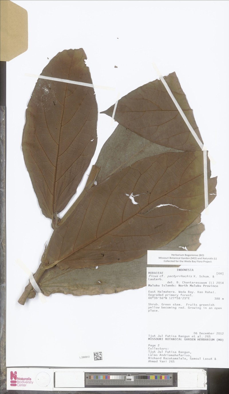 Ficus pachyrrhachis photo 6