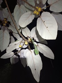 Ficus padana