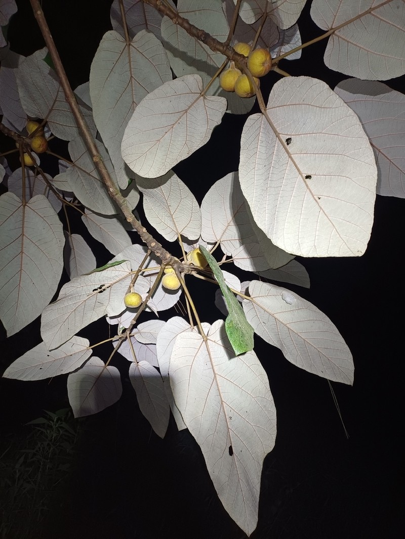 Ficus padana