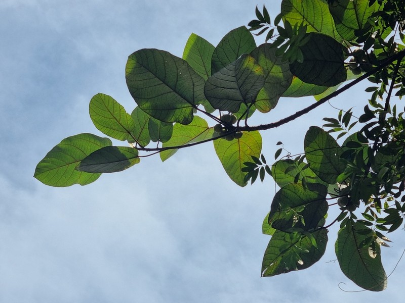 Ficus padana photo 2