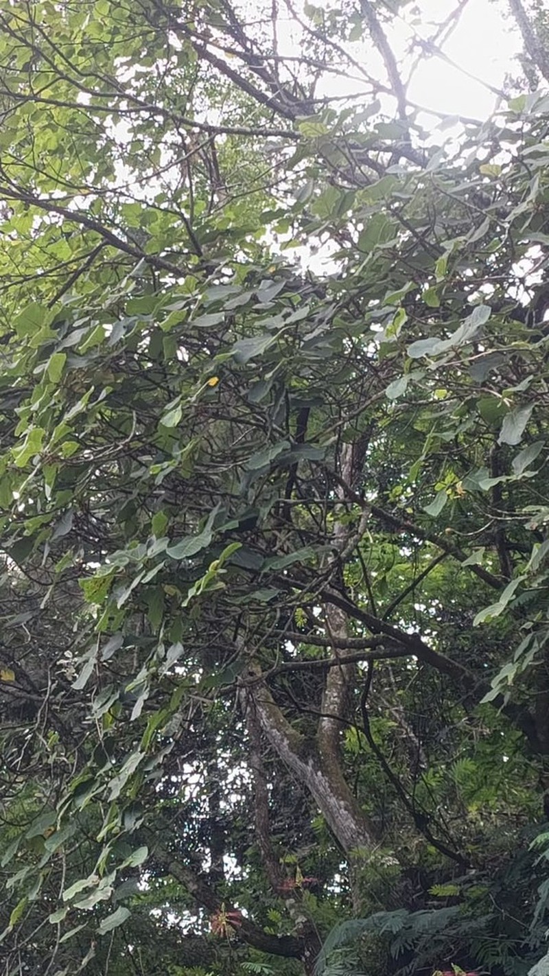 Ficus padana photo 3