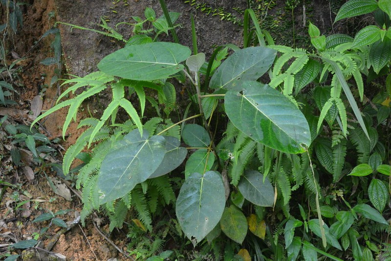 Ficus padana photo 4