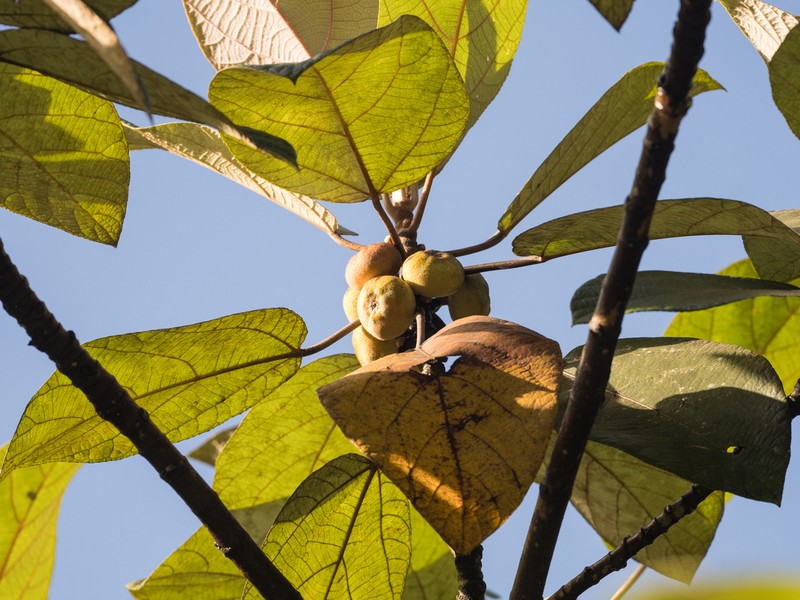 Ficus padana photo 5