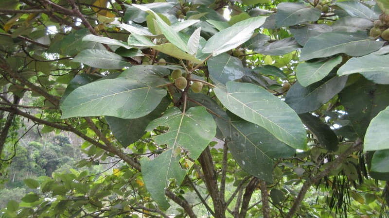 Ficus padana photo 6