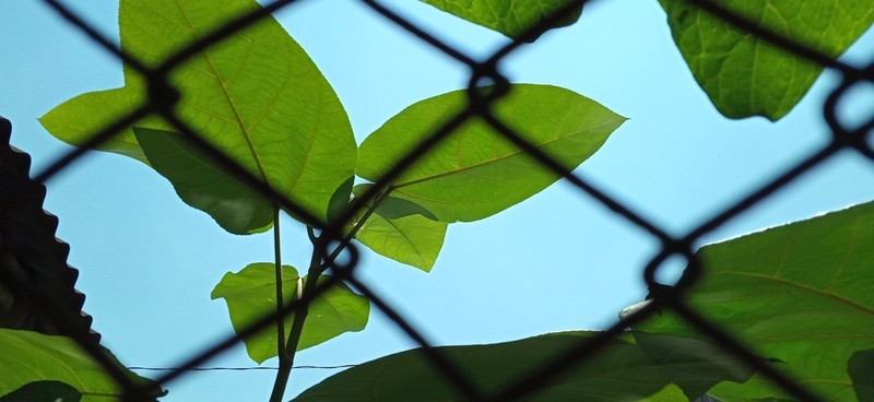 Ficus padana photo 7