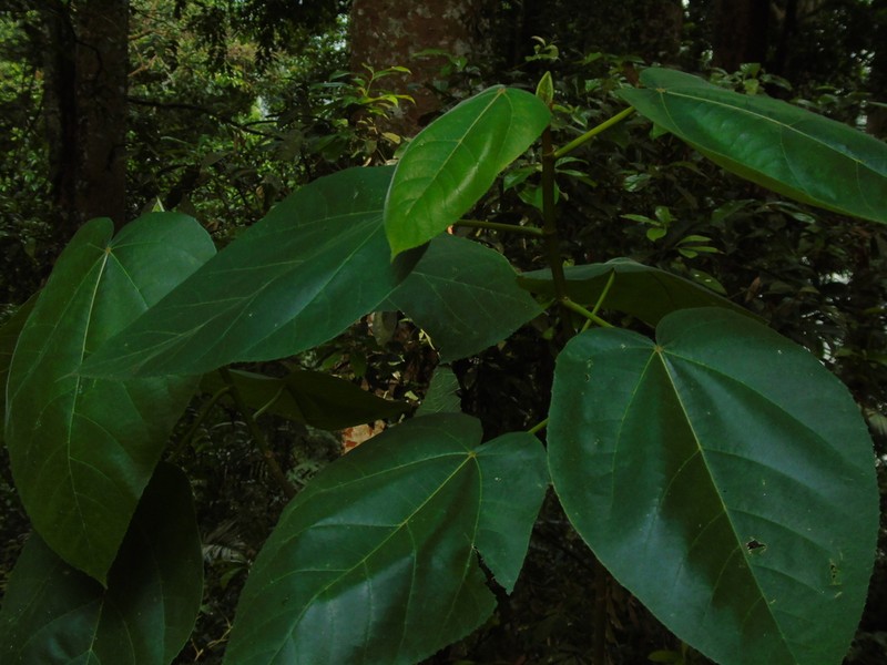 Ficus padana photo 8