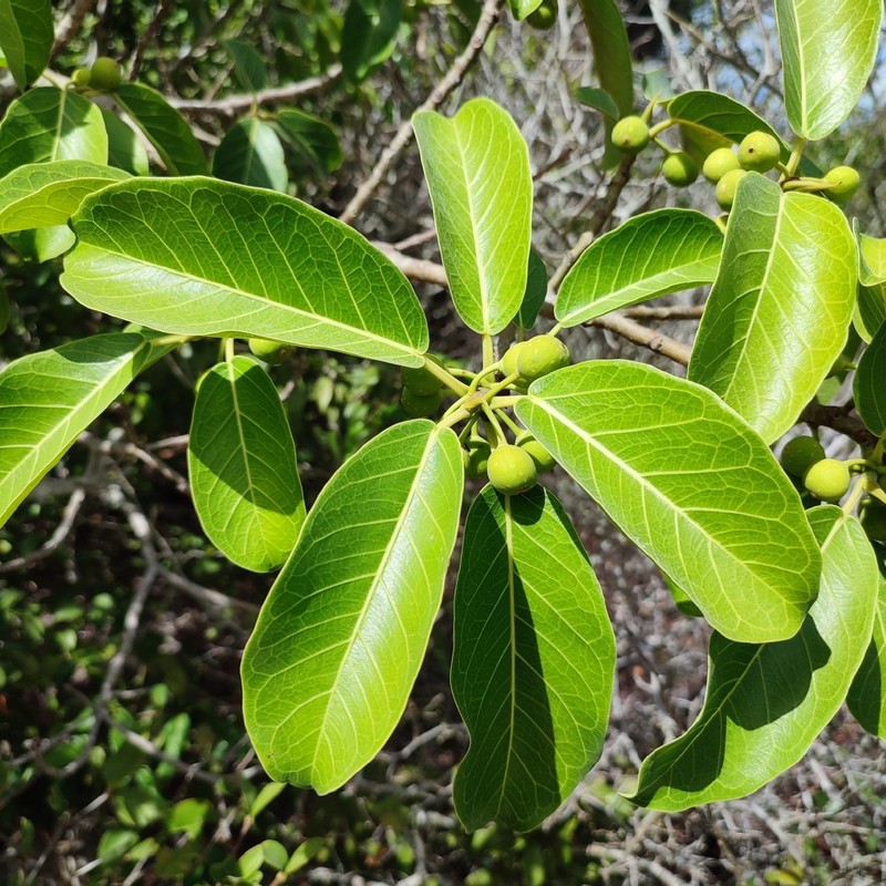 Ficus pakkensis