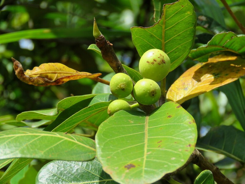 Ficus pakkensis photo 2