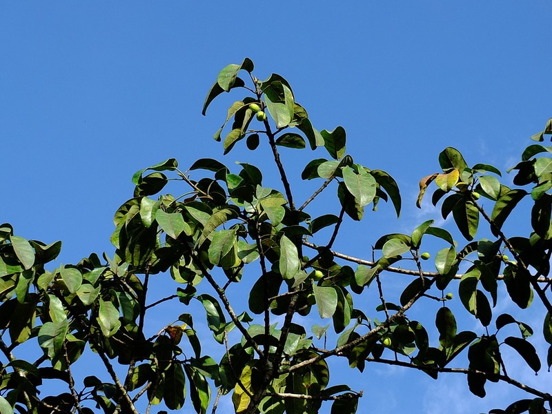 Ficus pakkensis photo 3
