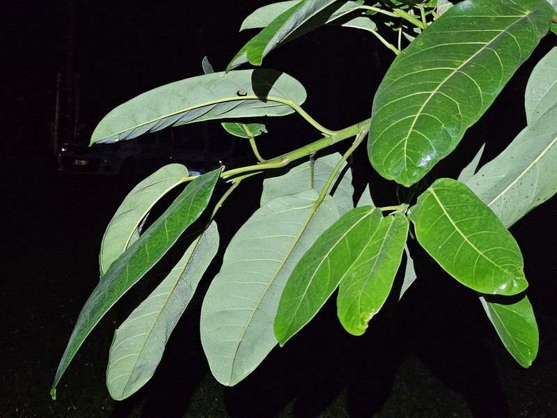 Ficus pakkensis photo 4