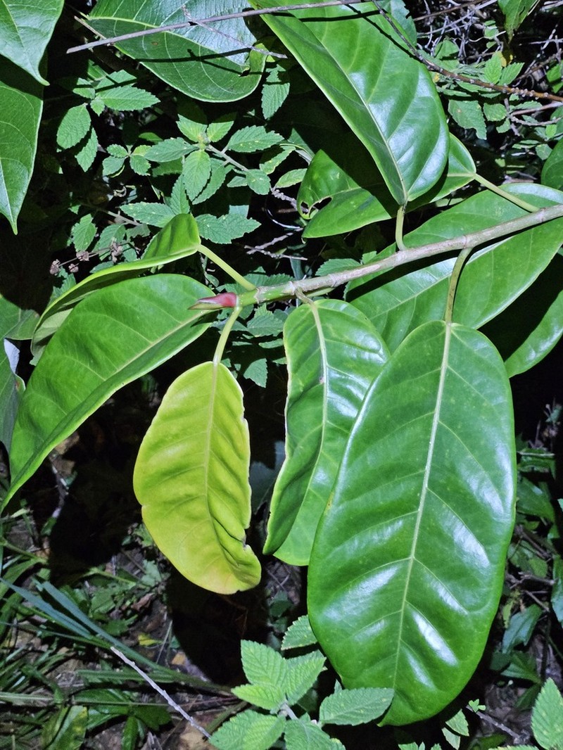 Ficus pakkensis photo 5