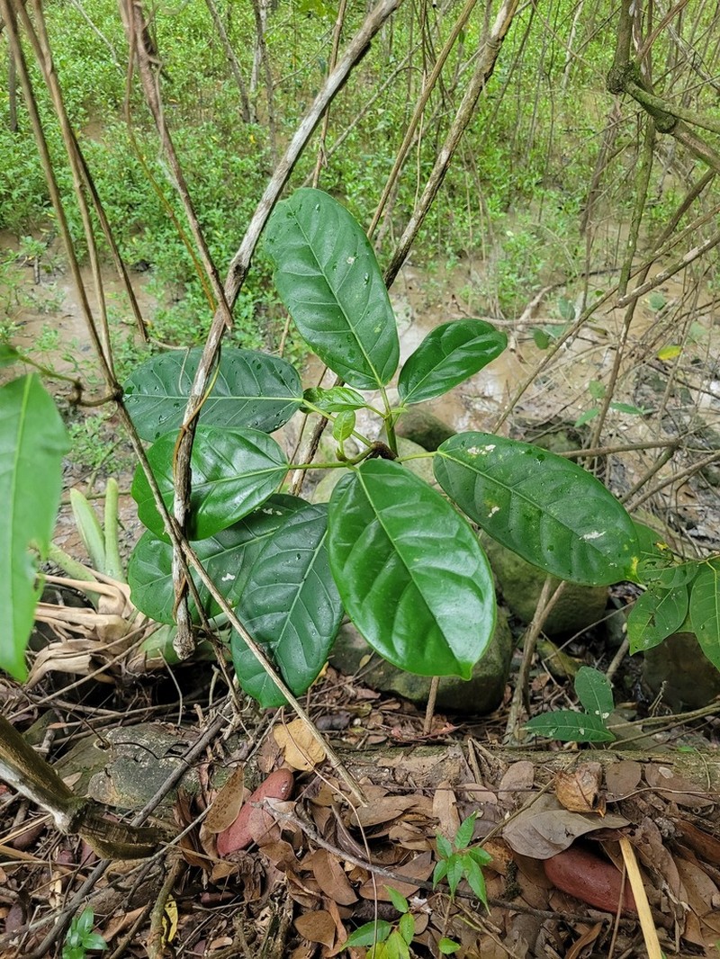 Ficus pakkensis photo 6