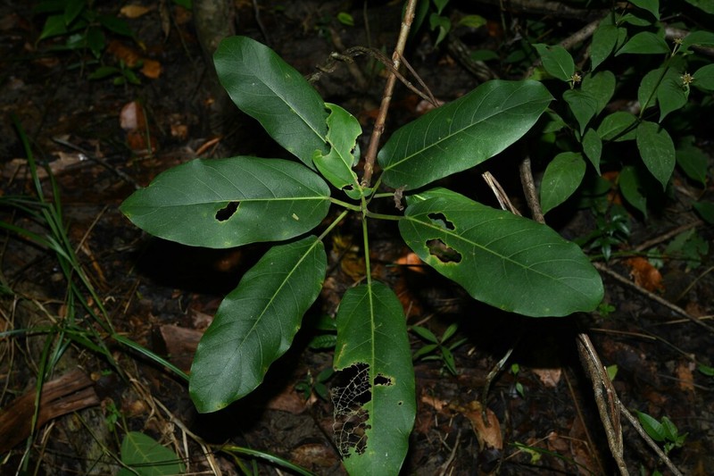 Ficus pakkensis photo 7