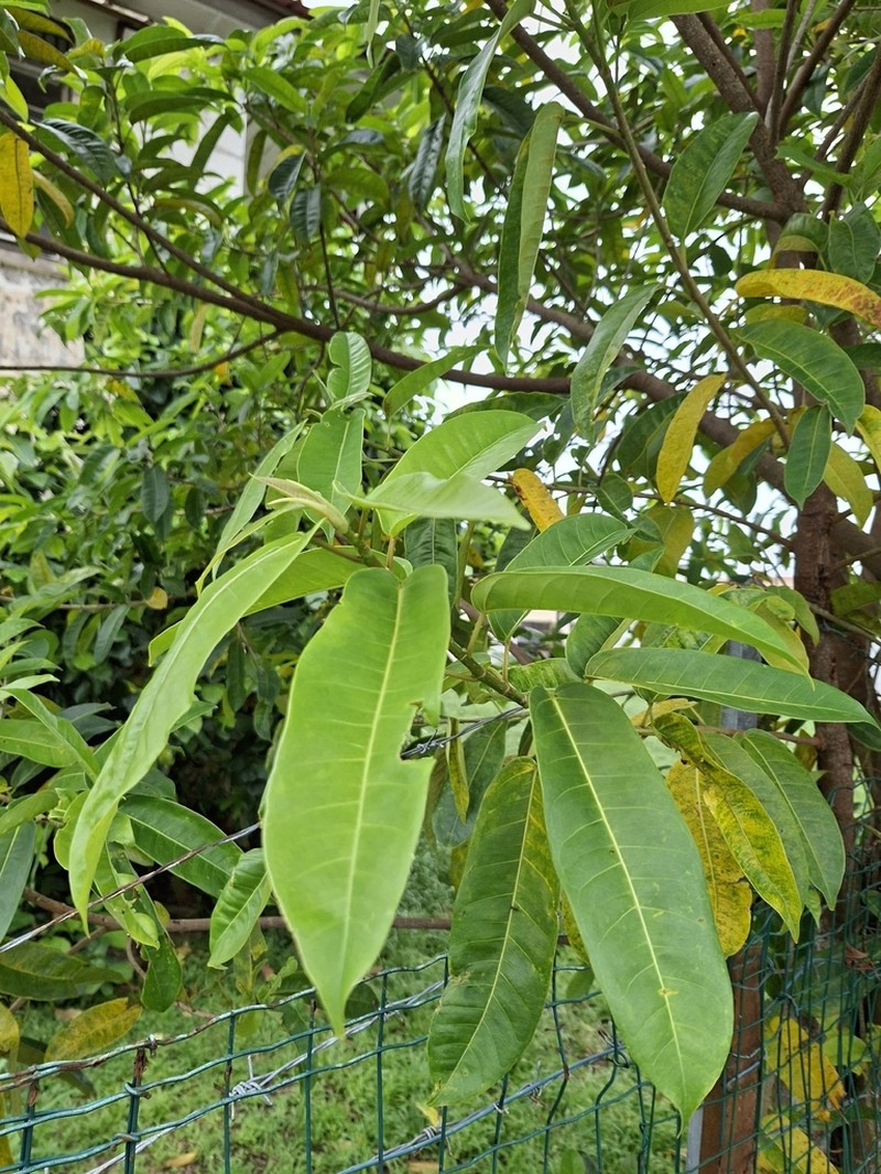 Ficus pakkensis photo 8