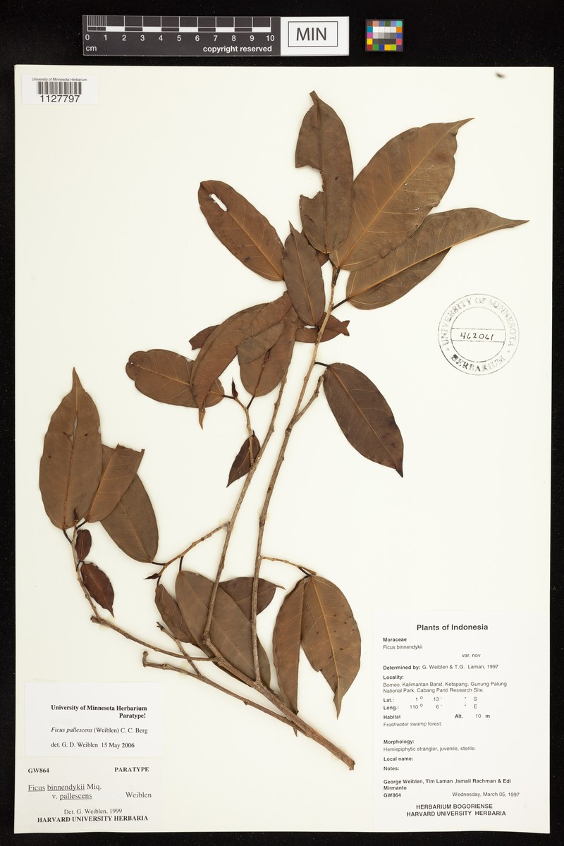 Ficus pallescens