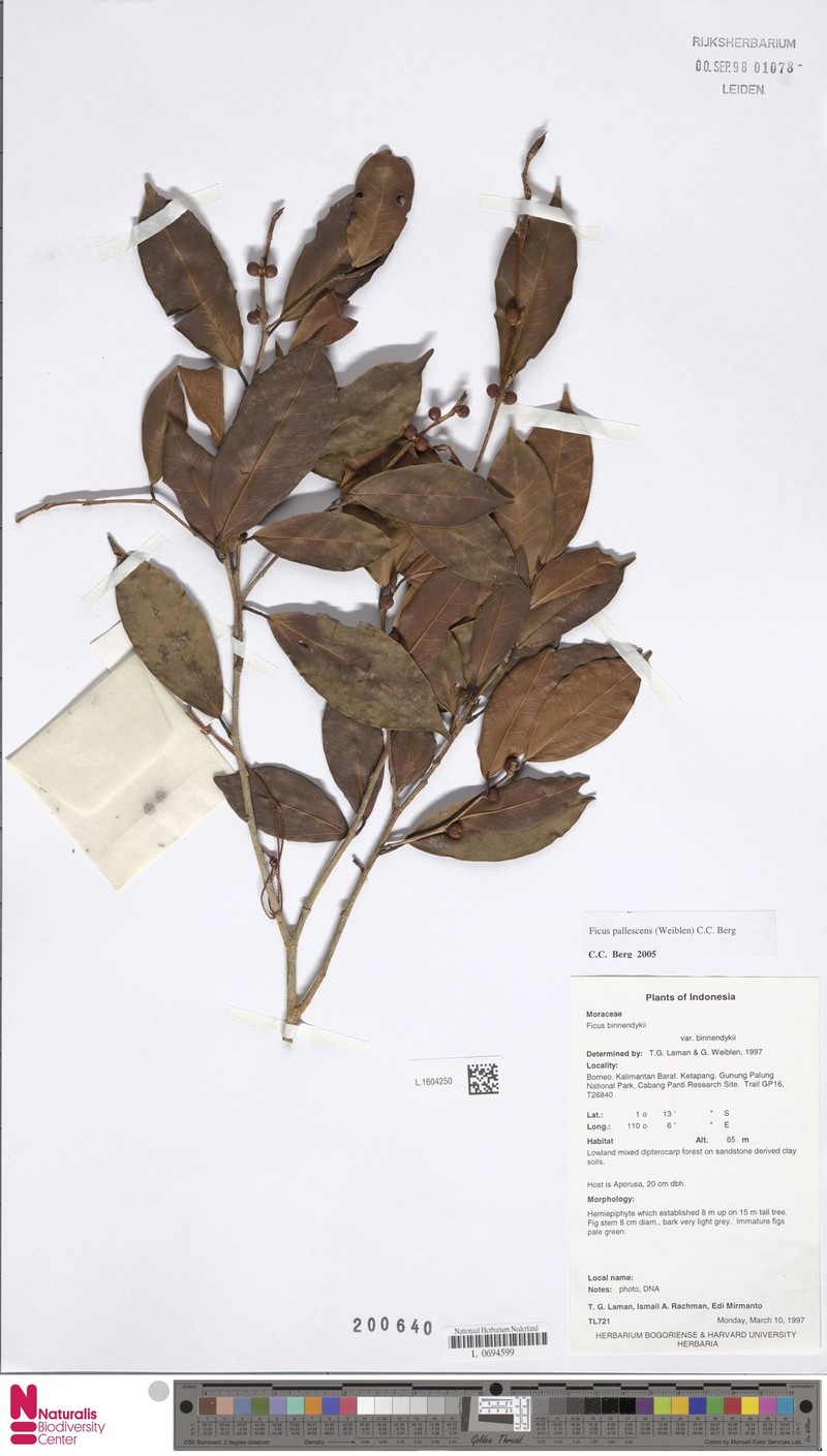 Ficus pallescens photo 2