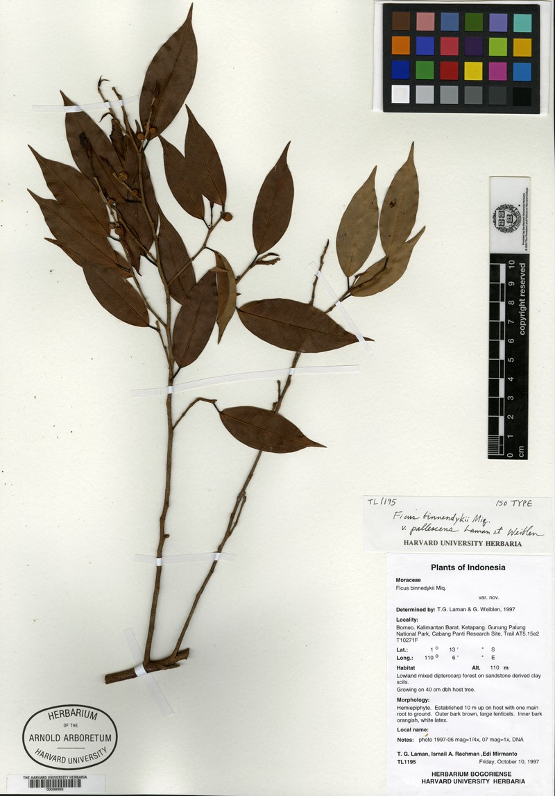 Ficus pallescens photo 3