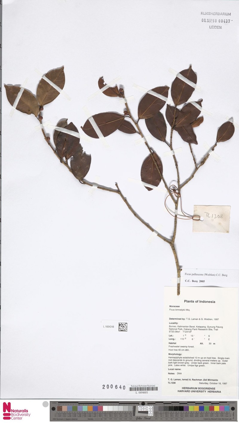 Ficus pallescens photo 4