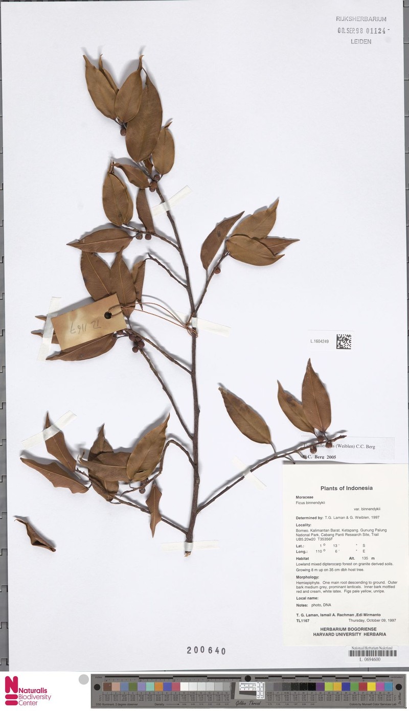Ficus pallescens photo 5