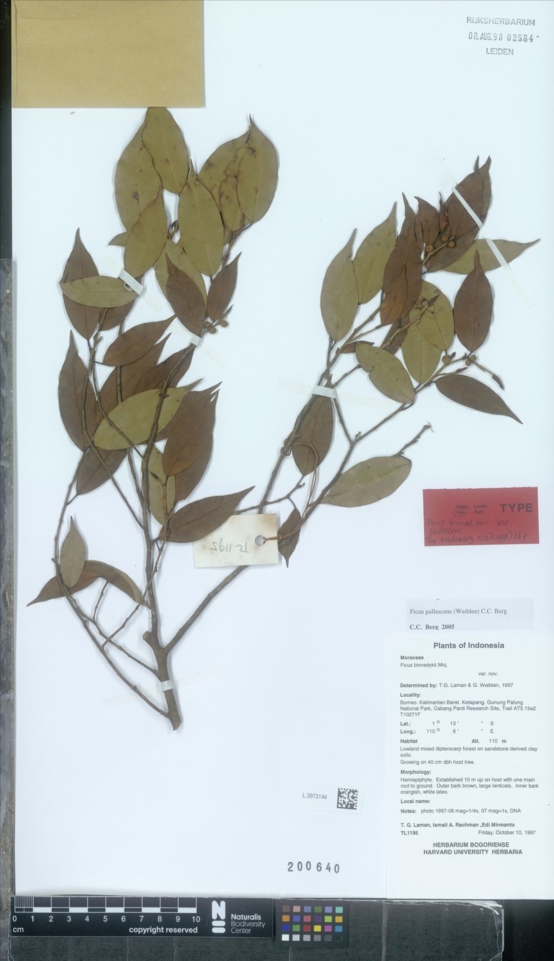 Ficus pallescens photo 6