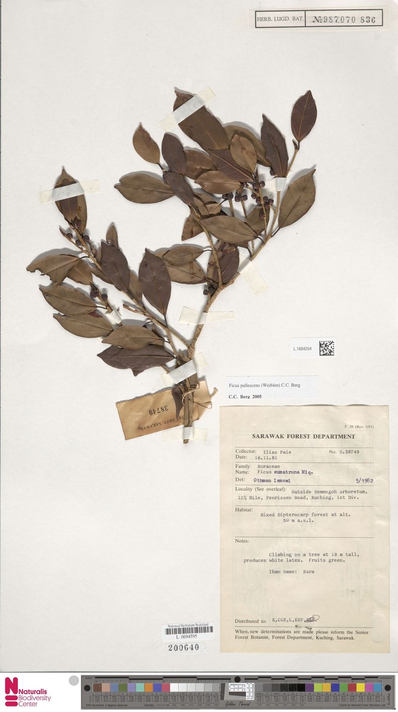 Ficus pallescens photo 7